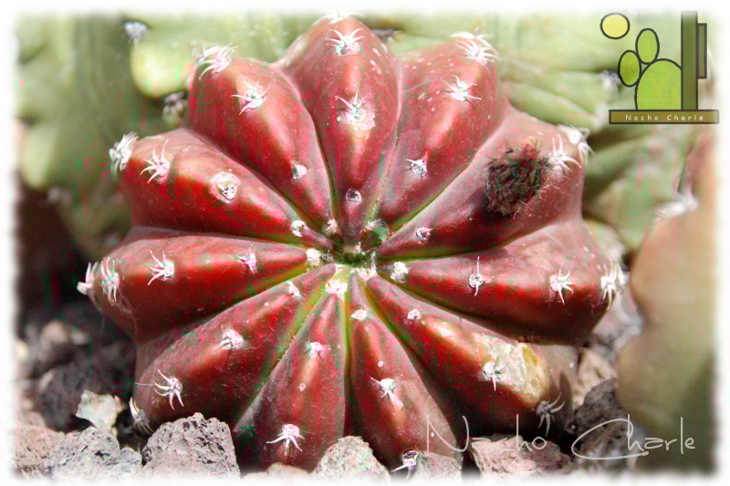 Echinopsis subdenudata Ch 382 20 2013 05 01.JPG