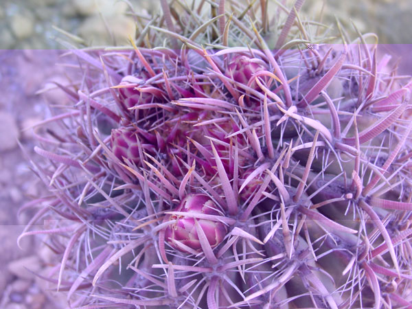 F. grandiflorus, Los Santitos (Baja California)