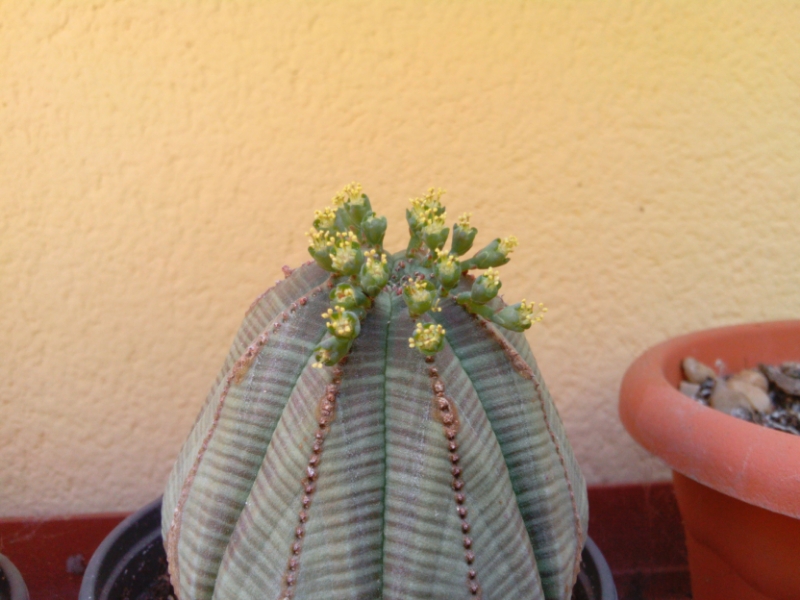 Euphorbia macho.
