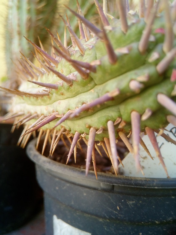 Euphorbia ferox.jpg