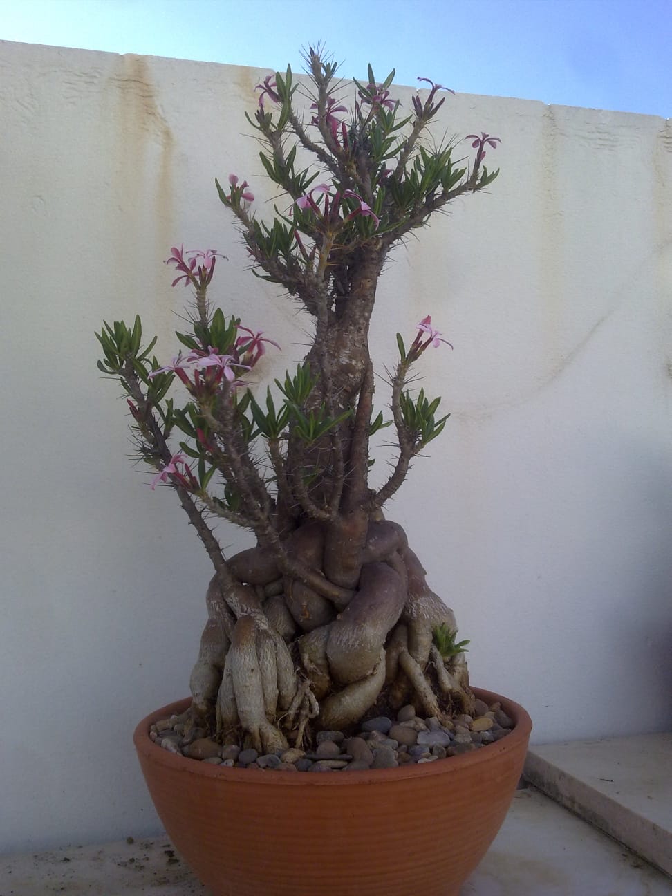 pachypodium succulentun.jpg