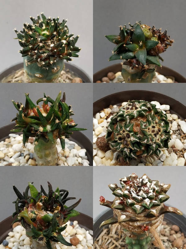 Crecimiento alocado de Ariocarpus injertado en Ferocactus
