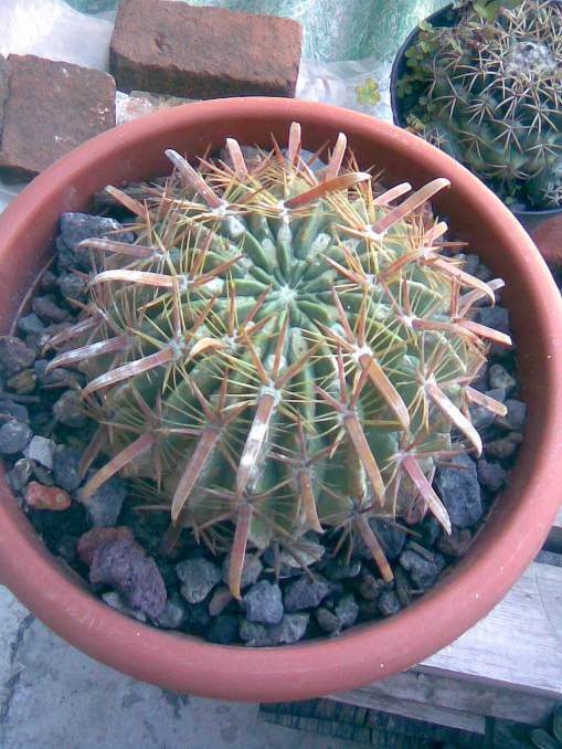 Ferocactus latispinus 1.jpg