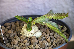 111-Euphorbia Stellata.jpg