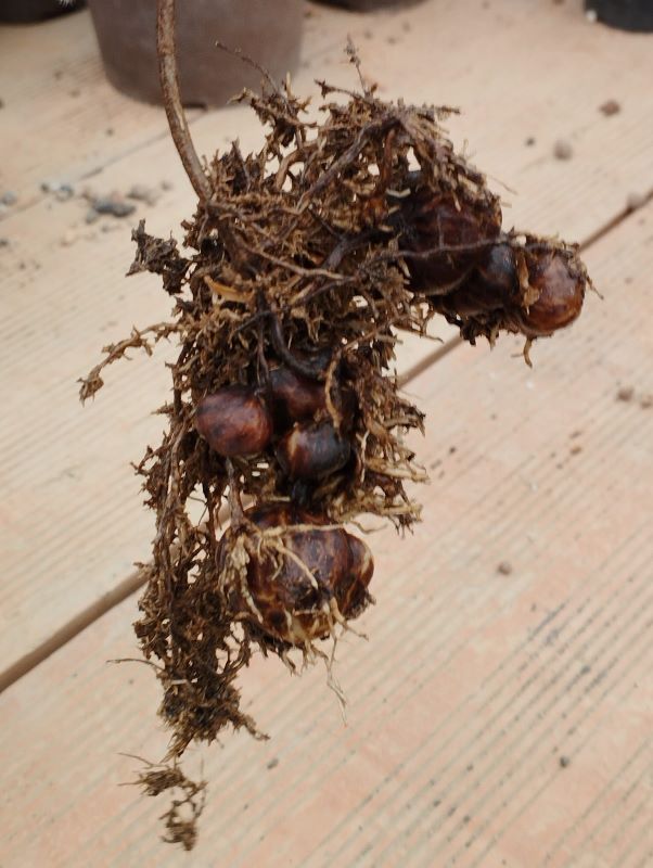 Echinocereus poselgeri (raíz)