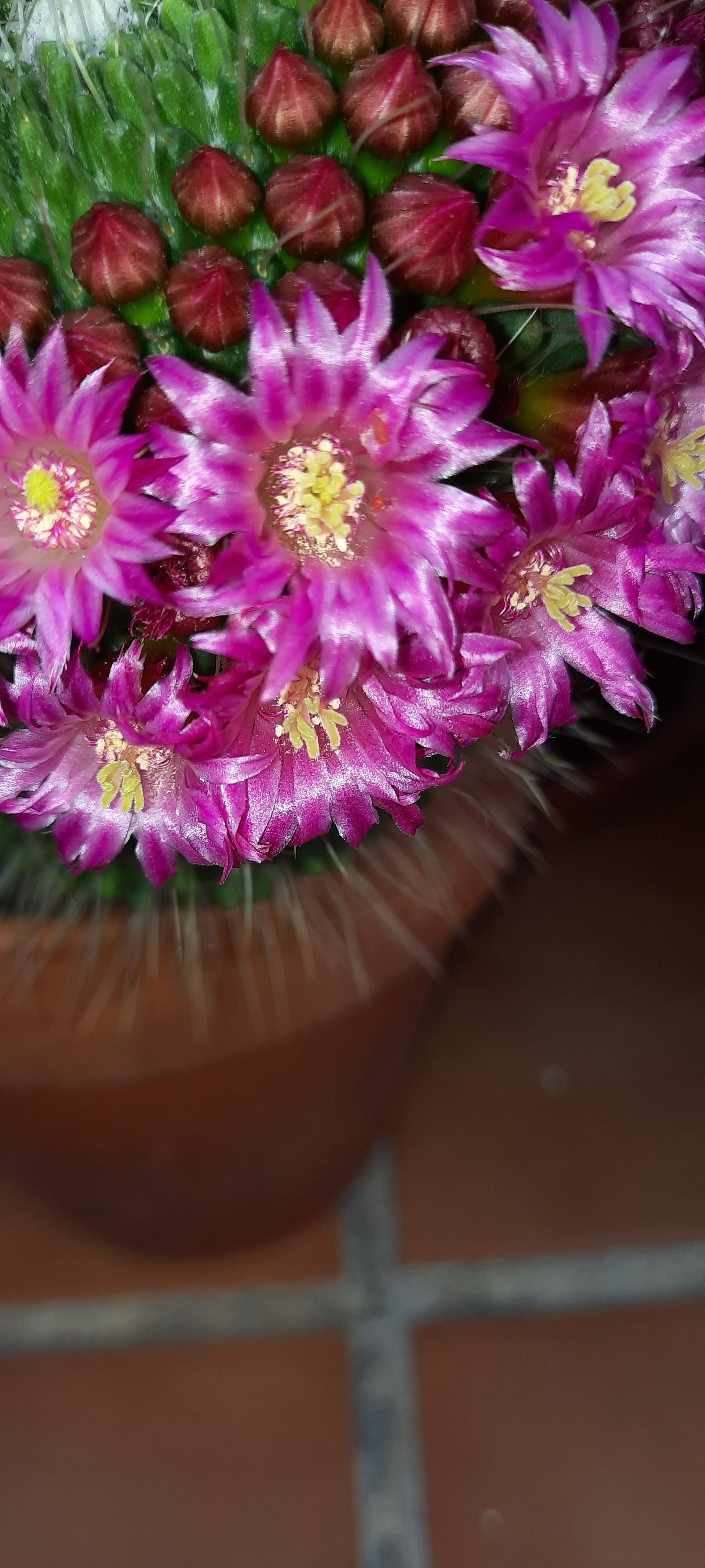 Mammillaria spinosissima