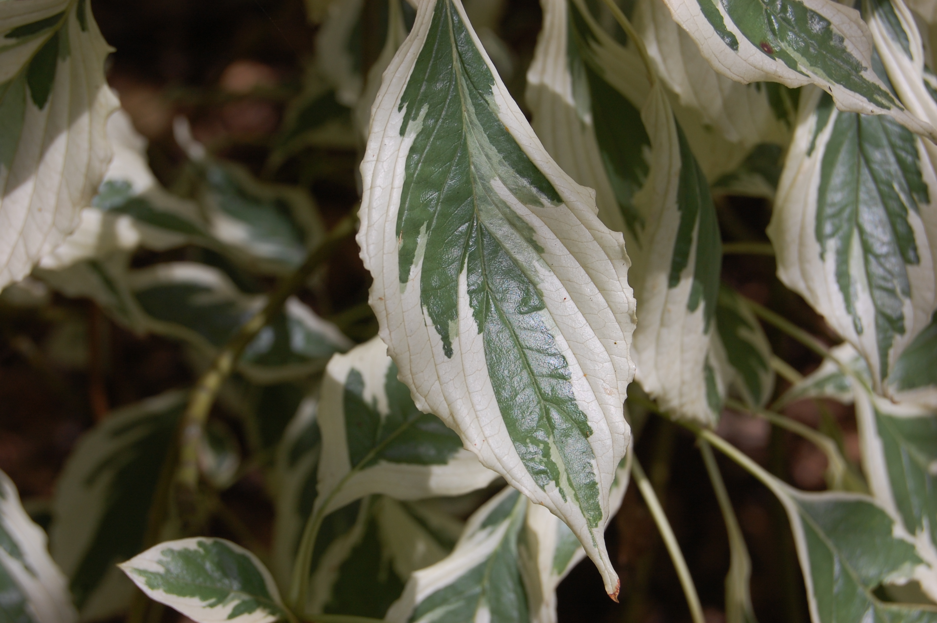 cornus-controversa-variegata-leaf.jpg