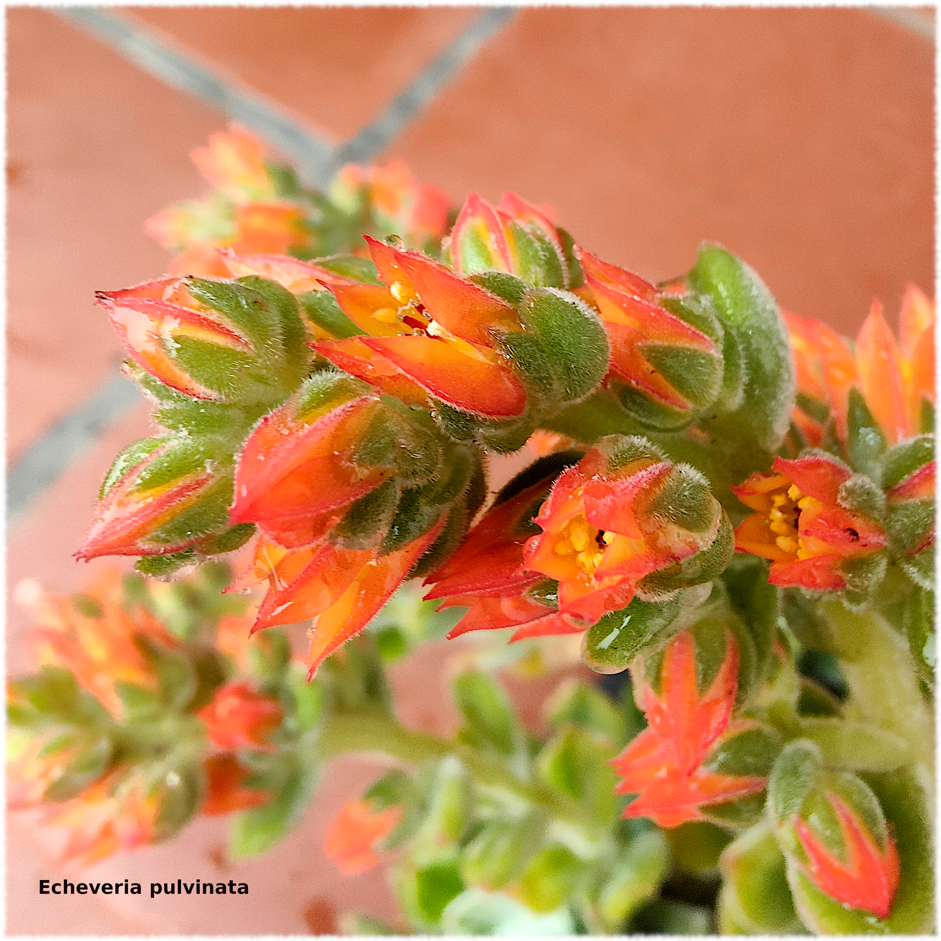por ejemplo. Las pulvinatas son rosetas aterciopeladas y esa textura se transmite a las flores con sépalos aterciopelados y pétalos anaranjados.