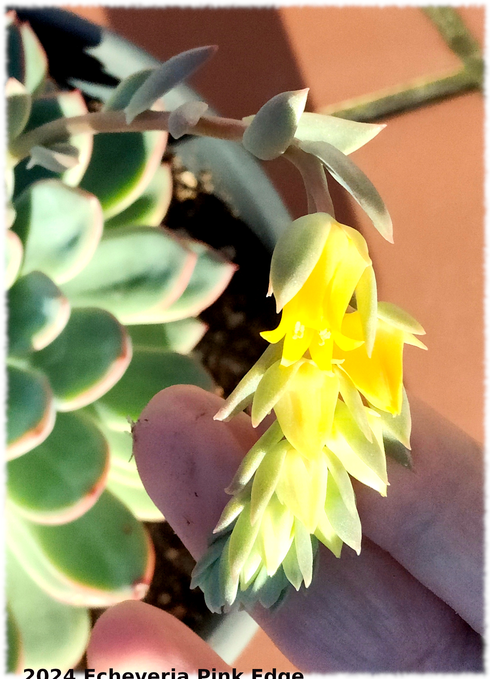 Flor de Echeveria Pink Edge, Yamal ésta florece en amarillo y en espiga y es sin duda un cruce de algo con pulidonis