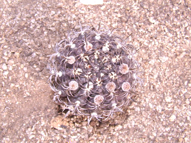 E. spectabilis. Totoral