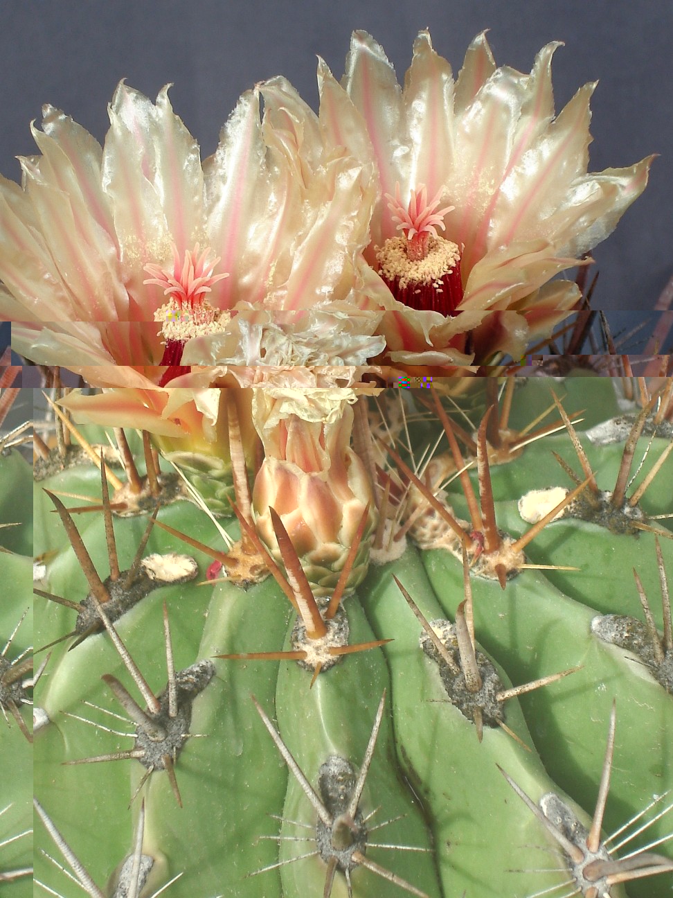 ferocactus 2.jpg
