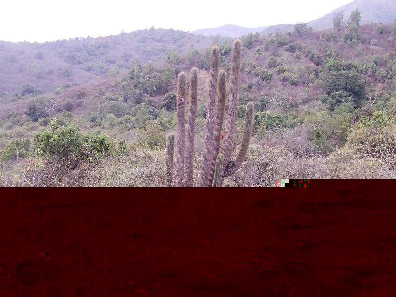 Trichocereus chilensis (Echinopsis chiloensis) en el valle de Talanquén)