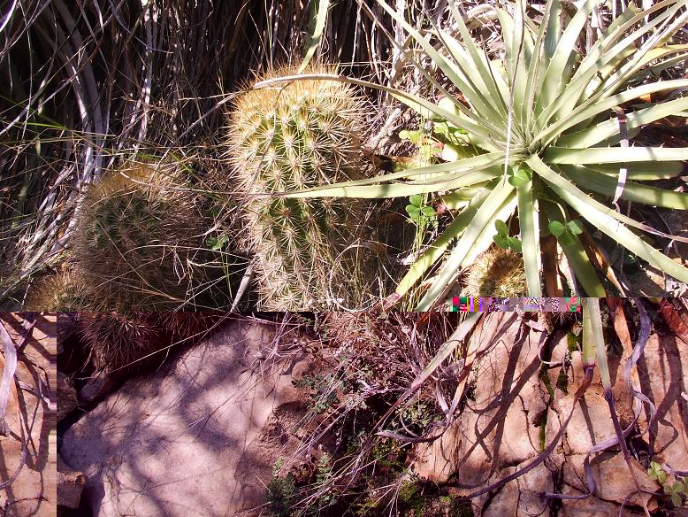 E. subgibossa columnar, creciendo junto al chagual (Puya chilensis). Nótese el pequeño cactus bajo el chagual
