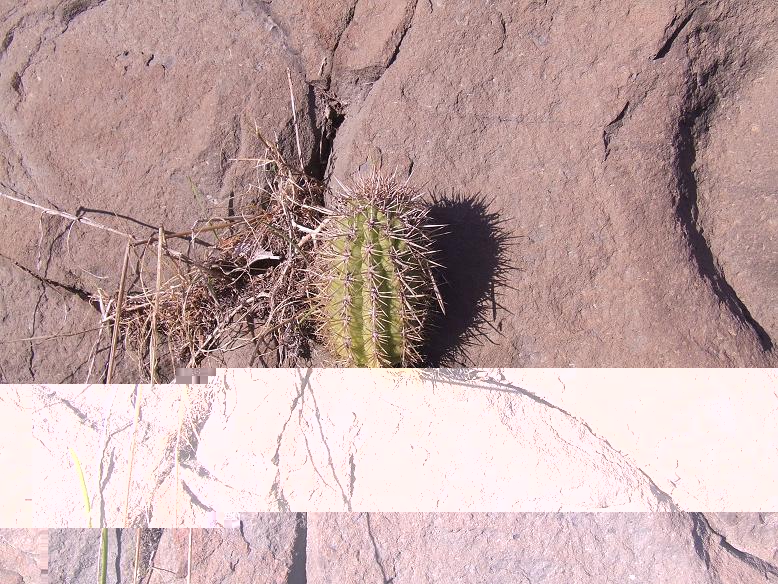 Un pequeño Echinopsis chilensis creciendo entre rocas