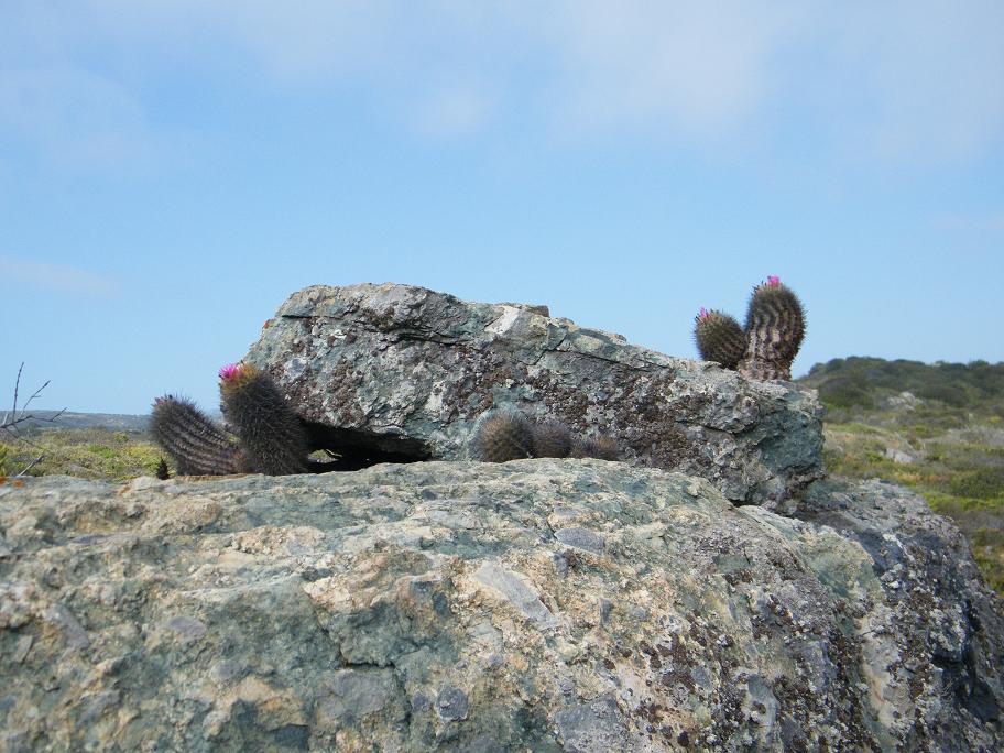 Eriosyce chilensis creciendo sobre las rocas, expuestos a la brisa marina