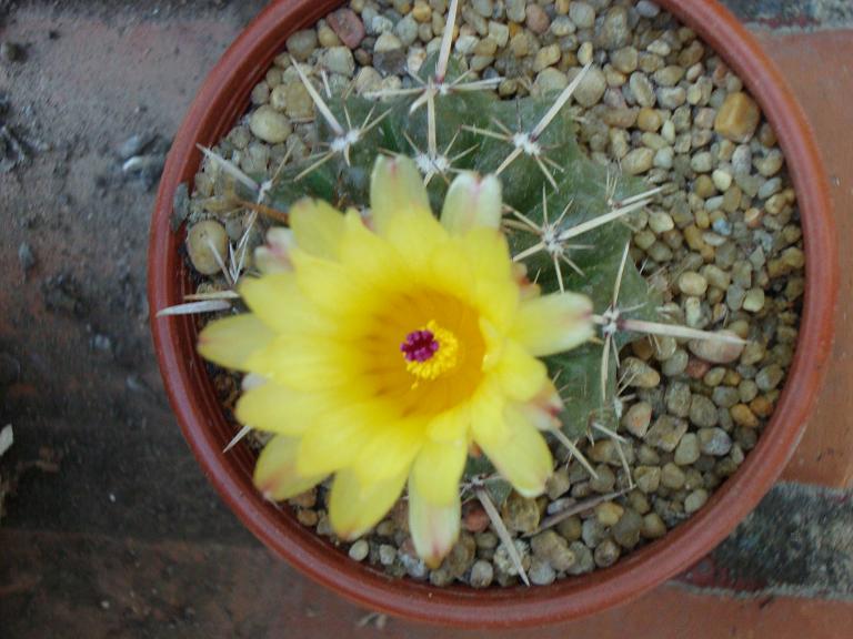 ferocactus flor.JPG