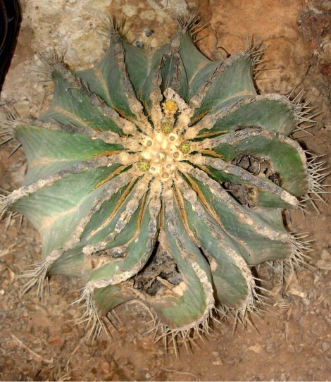 Ferocactus schwarzii 200511 006 [50%] [50%].jpg