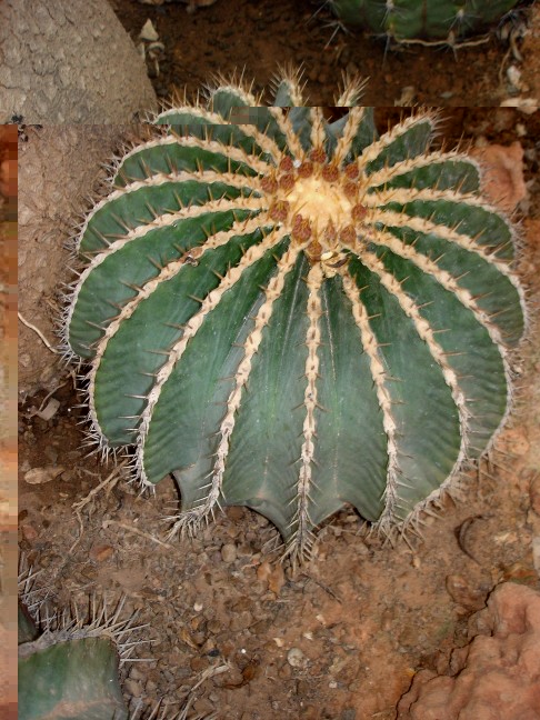 Ferocactus schwarzii 200511 008 [50%] [50%].jpg