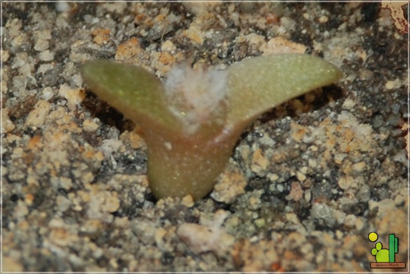 Tephrocactus aoracanthus <br />21 06 2009