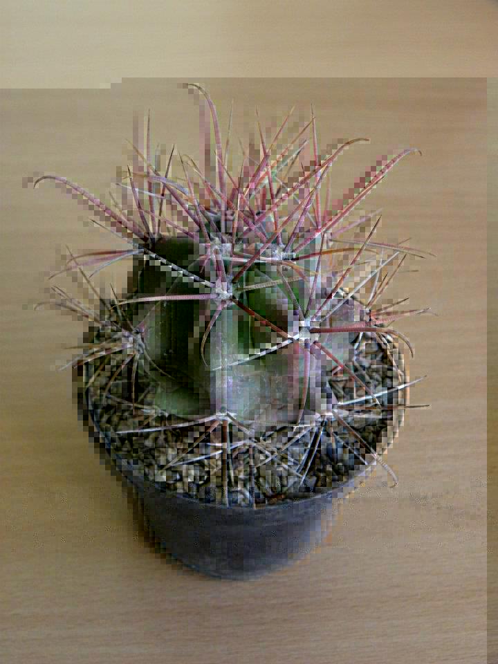 Ferocactus chrysacanthus &quot;rubrispinus&quot; hybrid ??