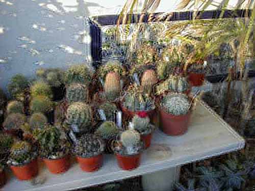 C.Cactus peques varios.JPG