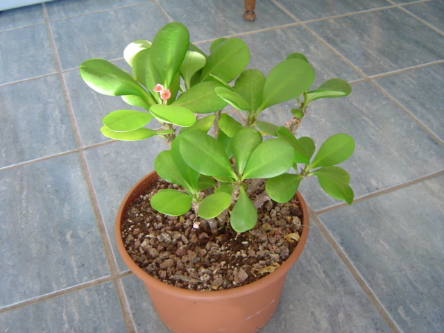 Euphorbia Milii