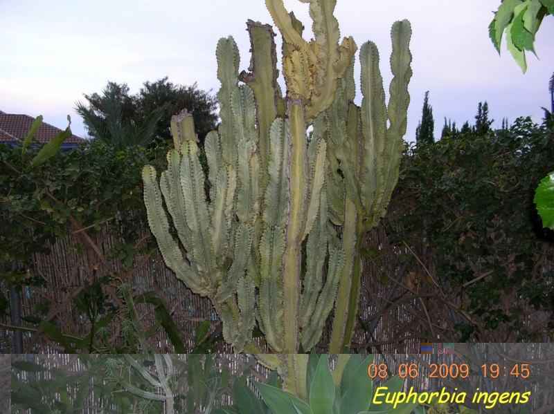 Euphorbia ingens bastante recuperada