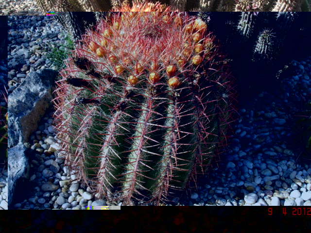 Ferocactus stainesii pilosus 9.4.12.jpg