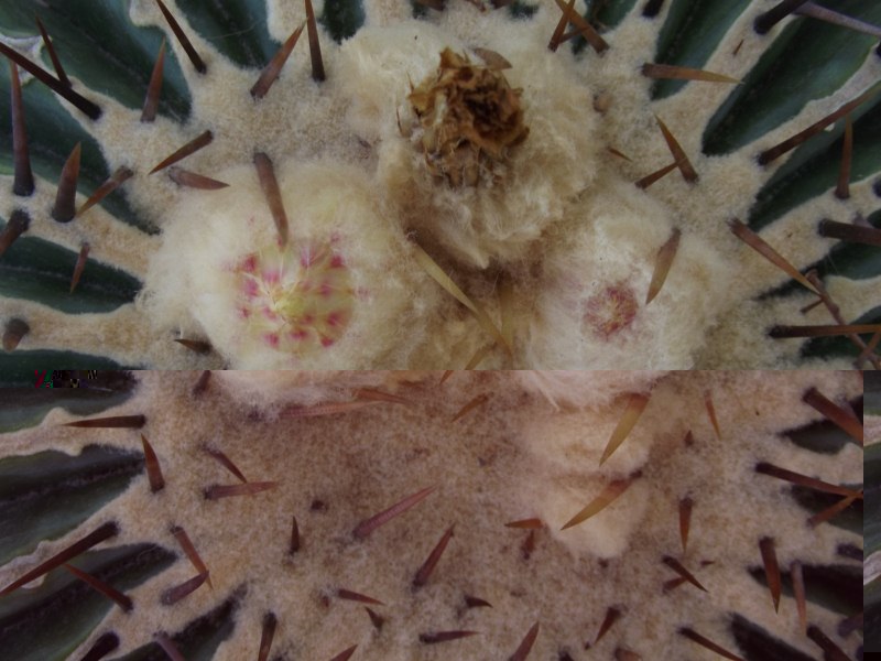Echinocactus platyacanthus-DSCF7527 [800x600].jpg