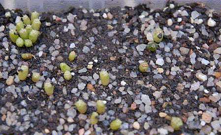Ferocactus stainesii - Ferocactus viscainensis