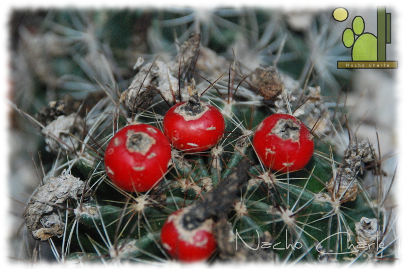 Hamatocactus setispinus, fruto